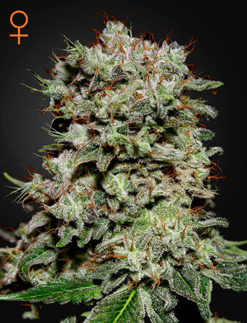 a close up of a plant on a black background