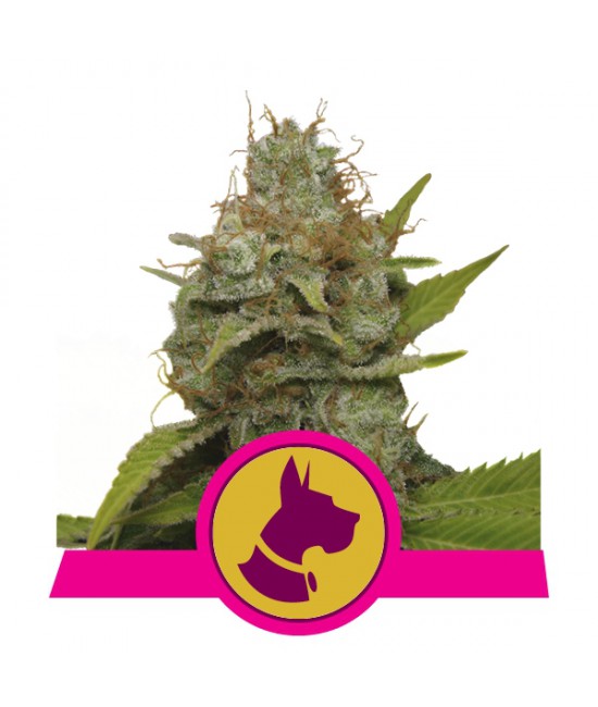 a cannabis plant with a pink border around it