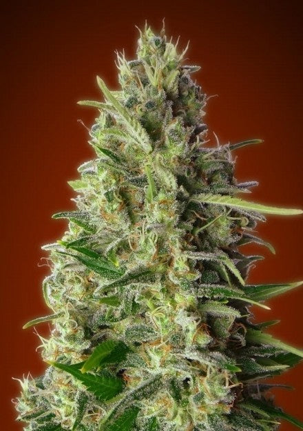 a close up of a marijuana plant on a red background