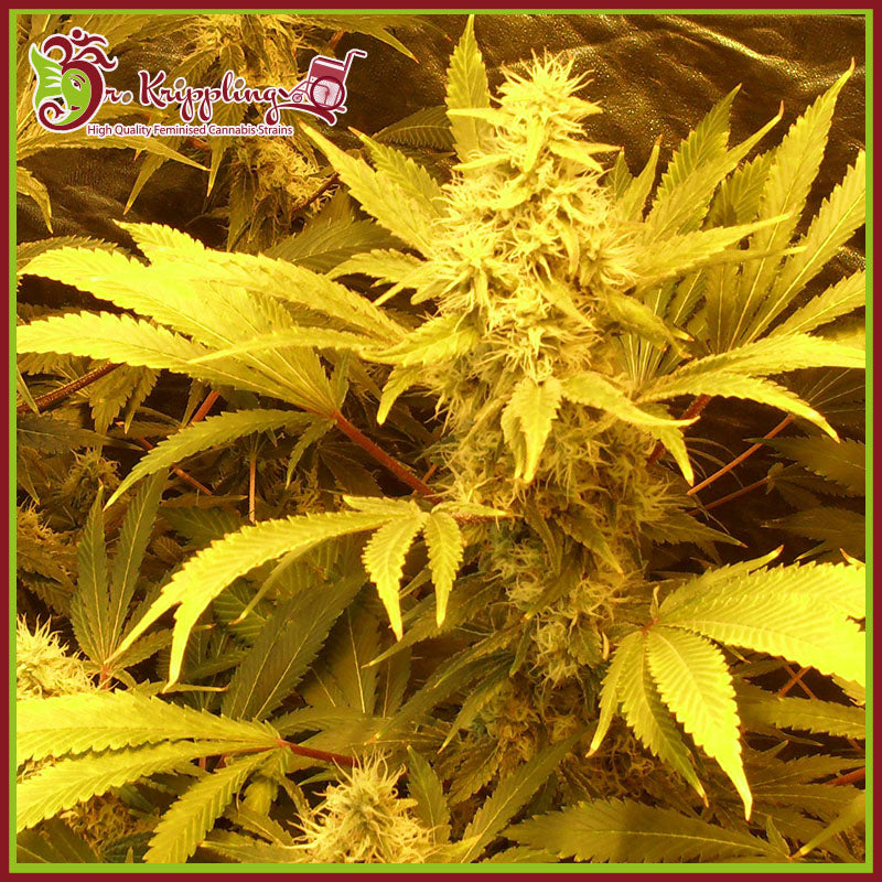 a close up of a plant with yellow leaves