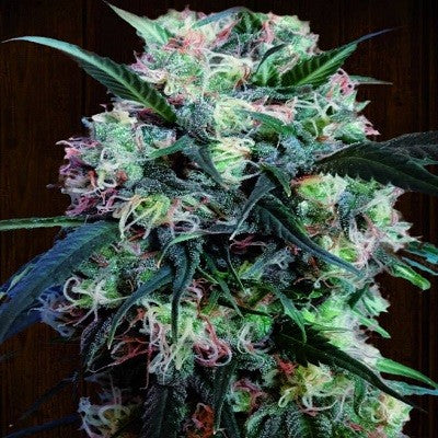 a close up of a marijuana plant on a table