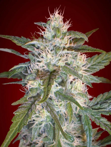 a close up of a plant on a red background