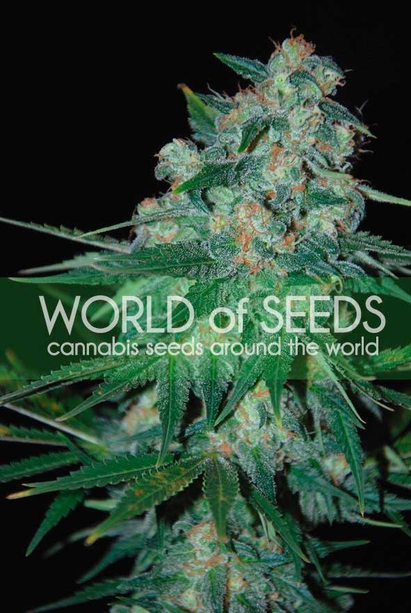 world of seeds cannabis seeds around the world