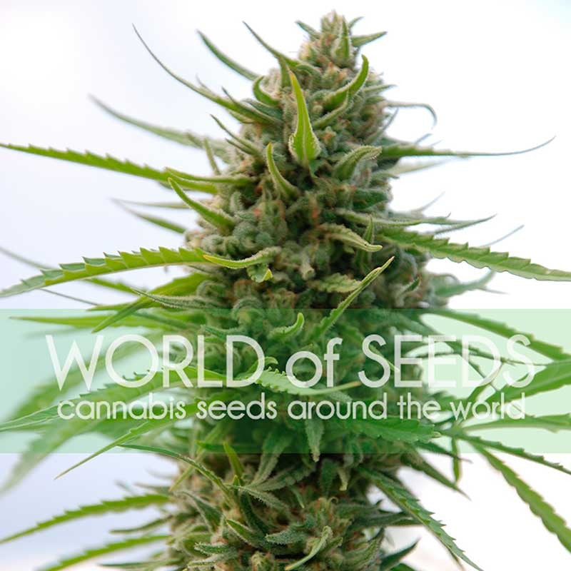 a marijuana plant with the words world of seeds on it
