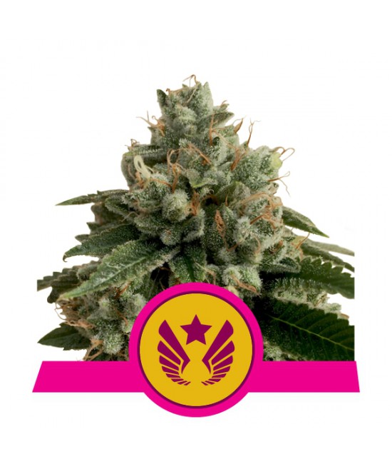 a cannabis plant with a pink ribbon around it