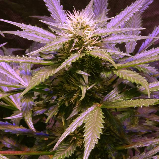a close up of a plant with purple flowers