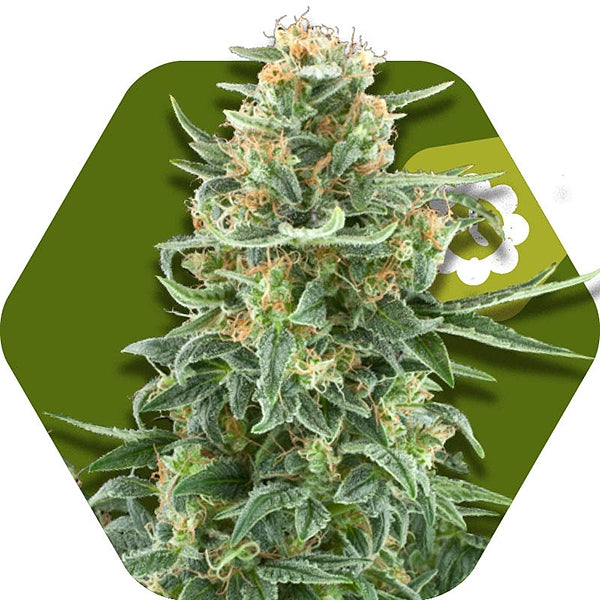 a picture of a marijuana plant on a green hexagonal background