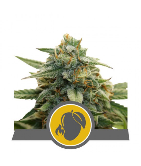 a marijuana plant with a yellow circle around it
