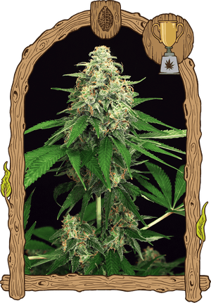 a picture frame with a picture of a marijuana plant