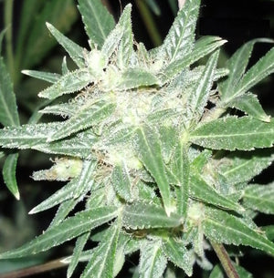 a close up of a plant with water droplets on it