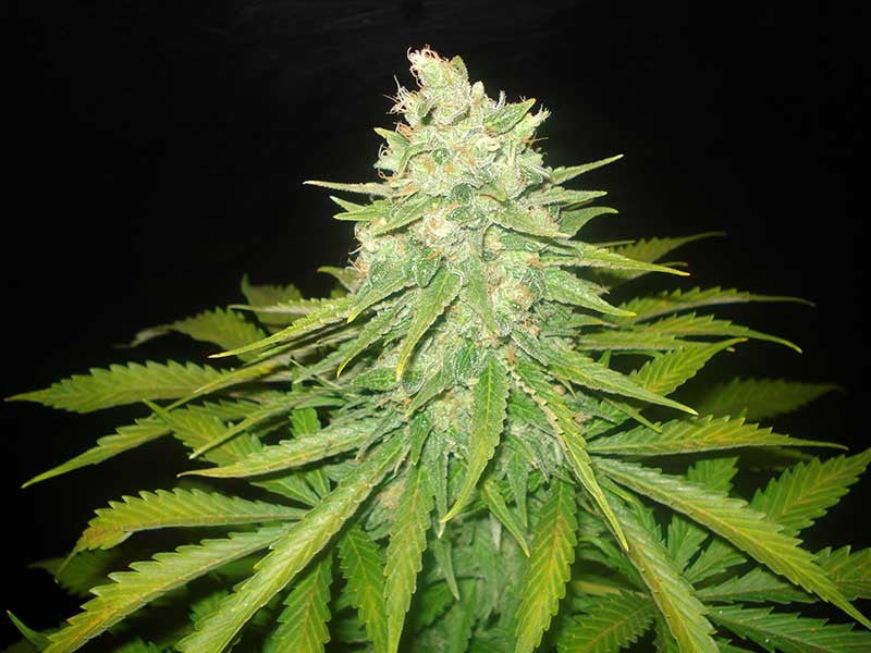 a close up of a marijuana plant on a black background