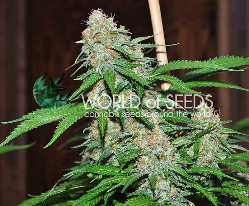 a close up of a plant with a wooden background