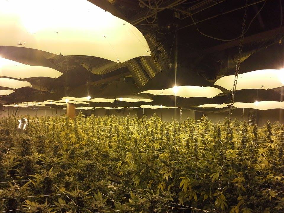 a large room filled with lots of green plants