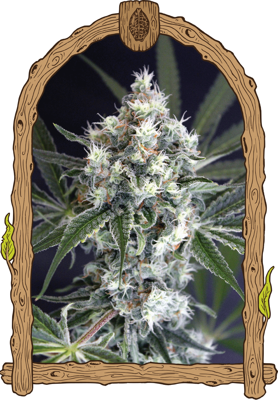 a drawing of a marijuana plant in a frame