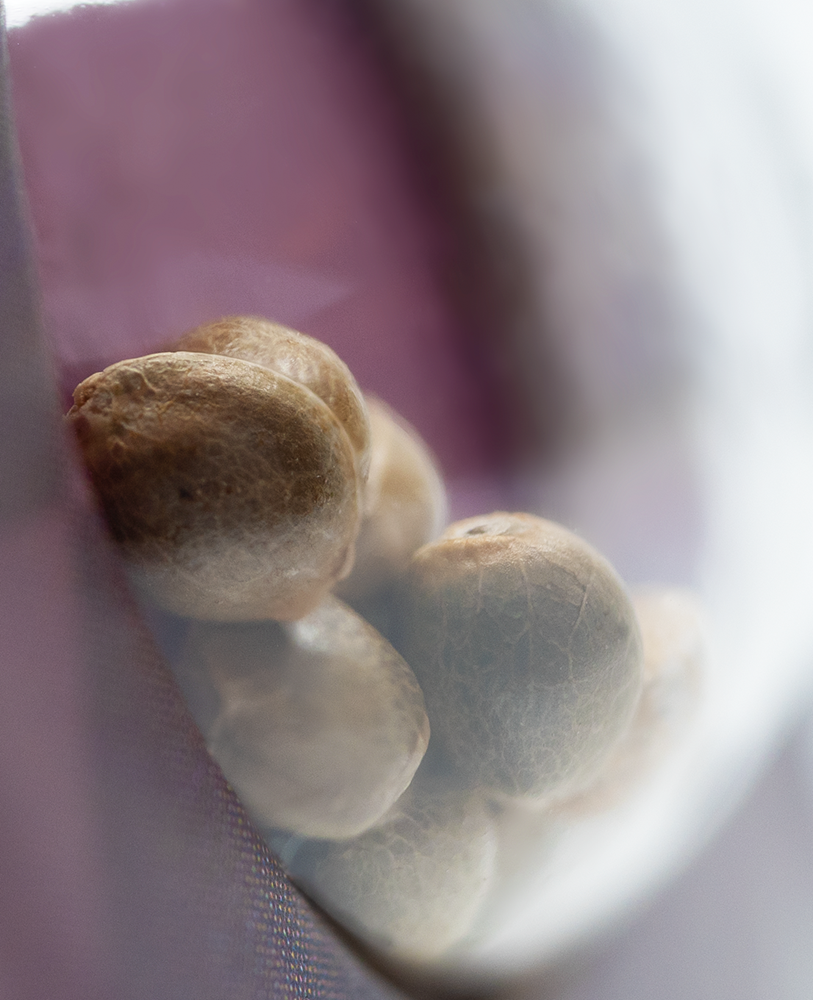 a close up of some nuts in a bag