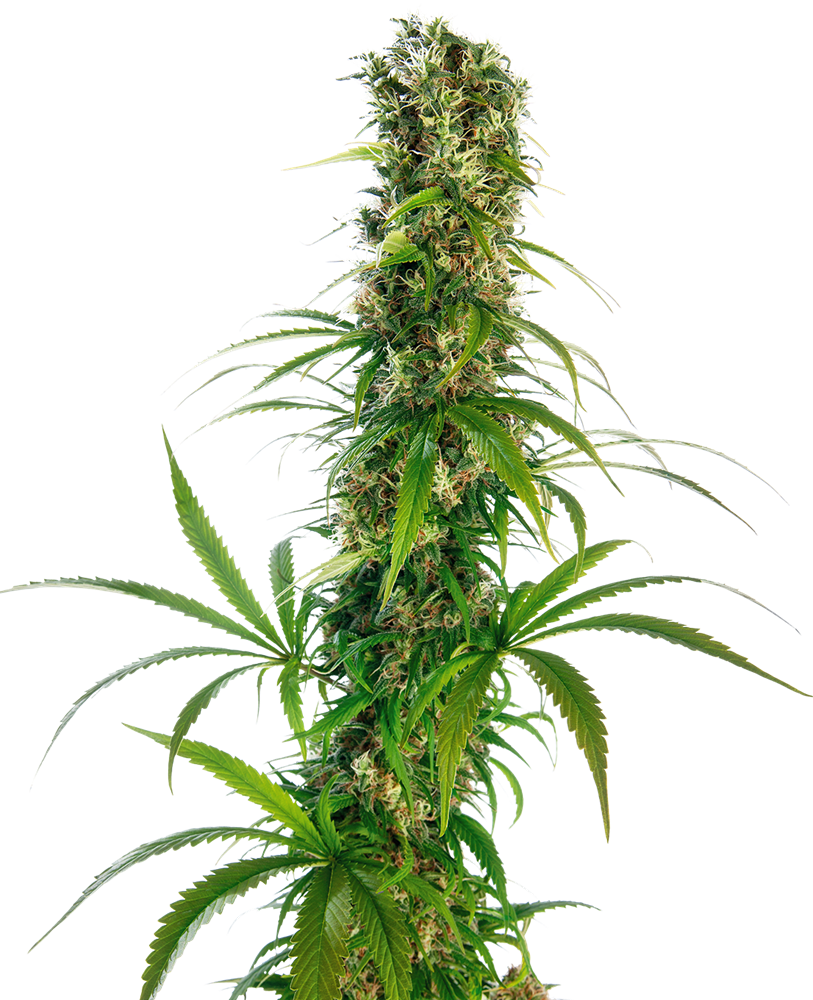 a tall plant with lots of green leaves