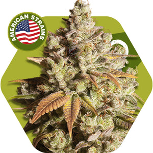 a marijuana plant with the american strain logo in the background