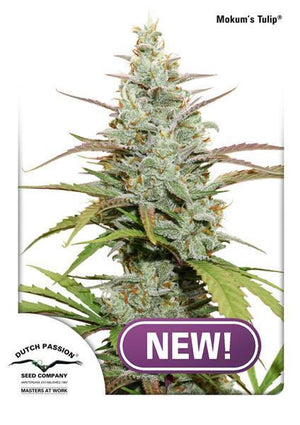a picture of a marijuana plant with the words new on it