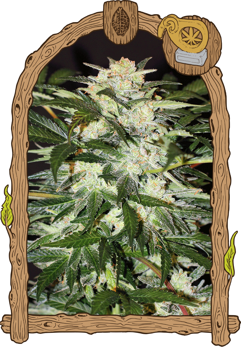 a picture of a marijuana plant in a frame