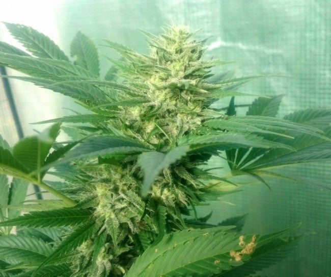 a close up of a marijuana plant in a greenhouse