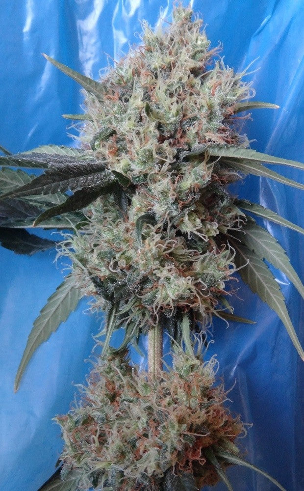a close up of a plant on a blue background