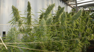 a row of marijuana plants in a greenhouse