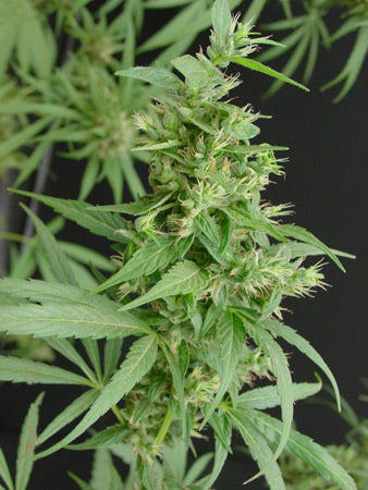 a close up of a marijuana plant with a black background