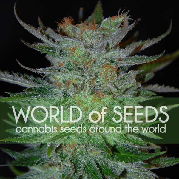 a close up of a plant with the words world of seeds