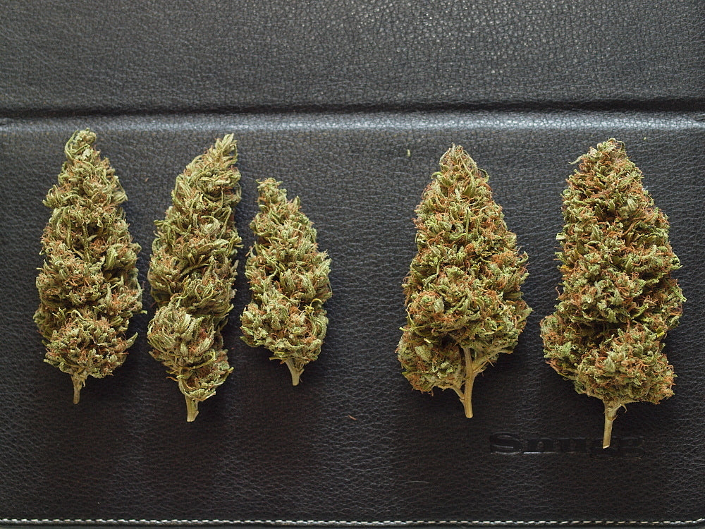 a row of marijuana buds sitting on top of a table