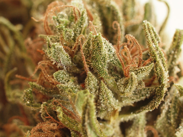 a close up of a marijuana plant with green stuff on it