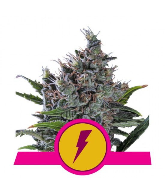 a plant with a lightning symbol on it