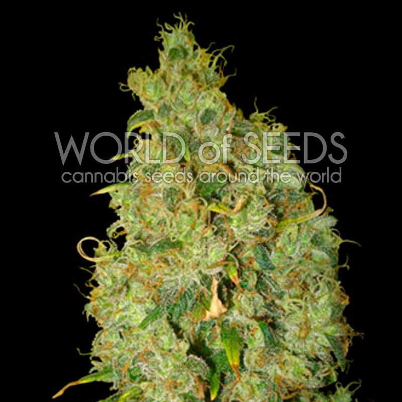 a marijuana plant with green leaves on a black background