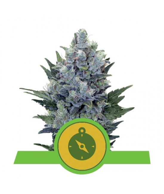 a blue marijuana plant sitting on top of a green ribbon