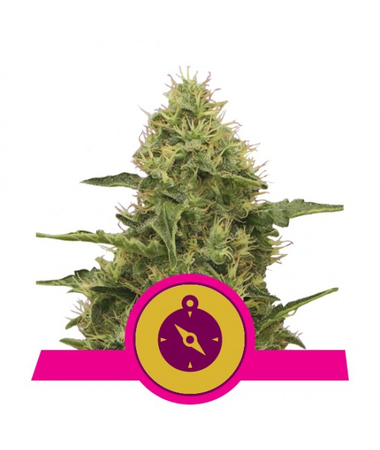 a cannabis plant with a pink ribbon around it