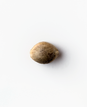 a nut on a white surface with a white background