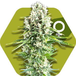 a picture of a marijuana plant on a green hexagonal background