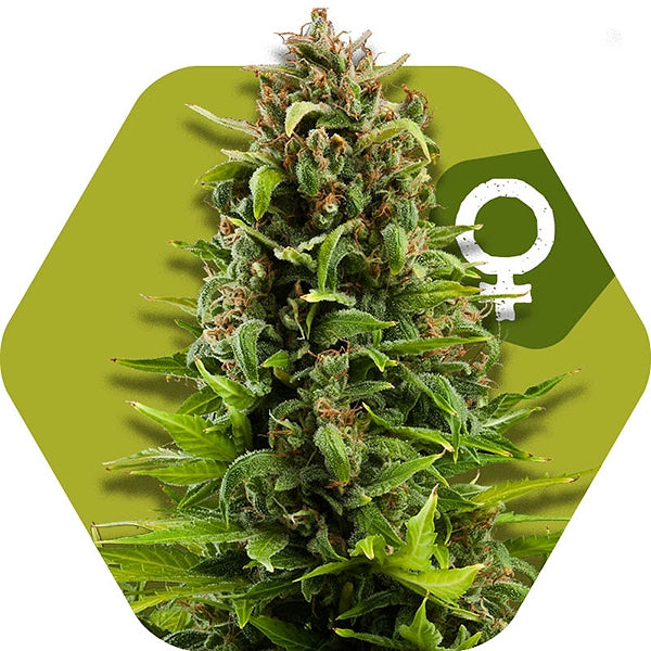 a marijuana plant with a green hexagonal background