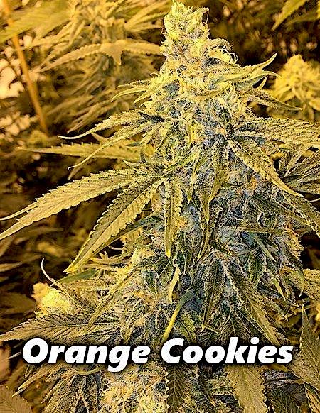 a picture of a plant with orange cookies on it