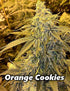a picture of a plant with orange cookies on it