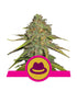 a picture of a marijuana plant with a hat on it