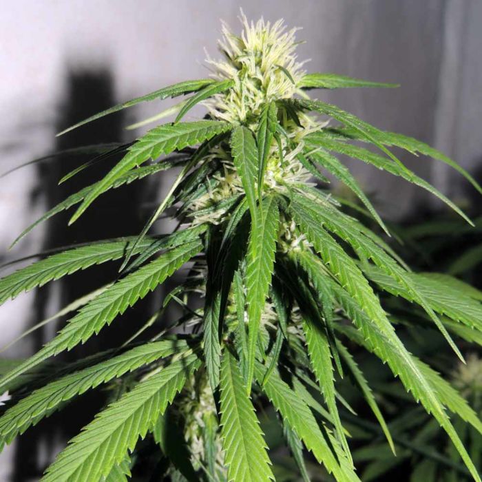 Karma Genetics x Southern Haze Collective - OSH A#5HZ Female Cannabis Seeds