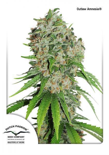 a picture of a plant with a white background