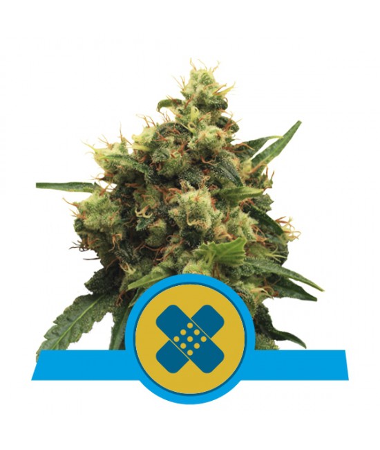 a cannabis plant with a blue ribbon around it