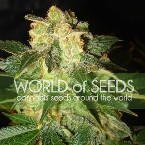 world of seeds cannabis seeds around the world