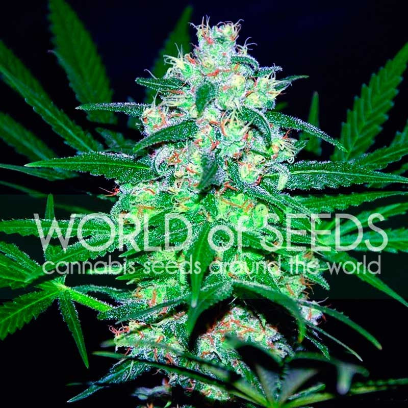 a close up of a marijuana plant with the words world of seeds on it