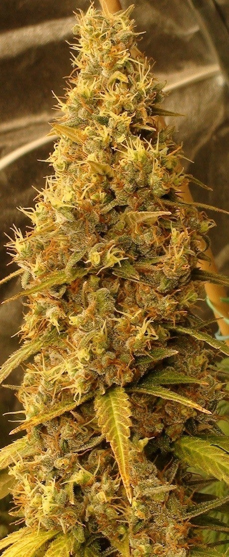 a close up of a plant on a table