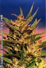 a close up of a plant with a blue sky in the background