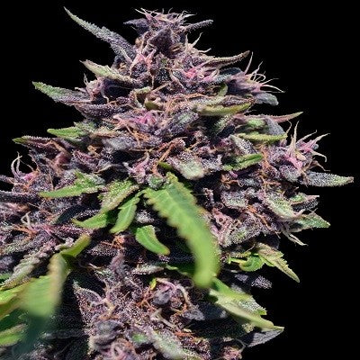 a close up of a plant on a black background
