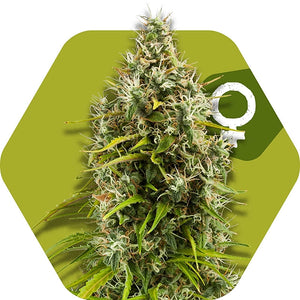 a picture of a marijuana plant with a green hexagonal background