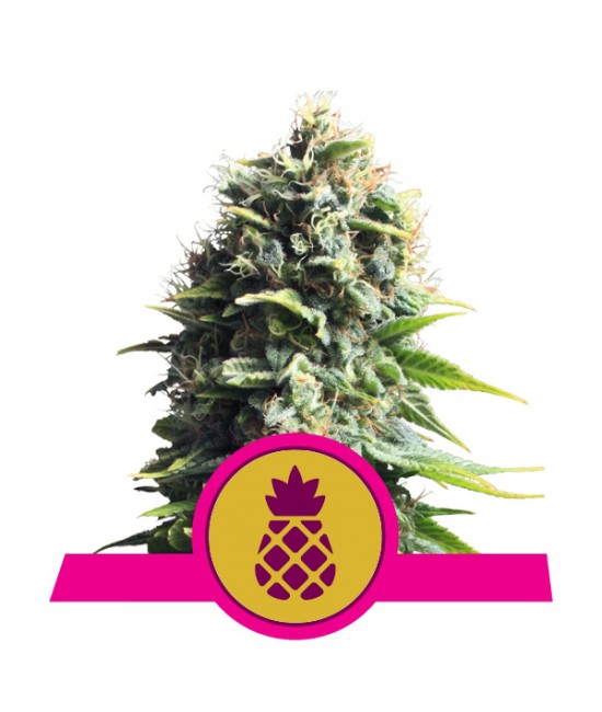 a cannabis plant with a pink ribbon around it